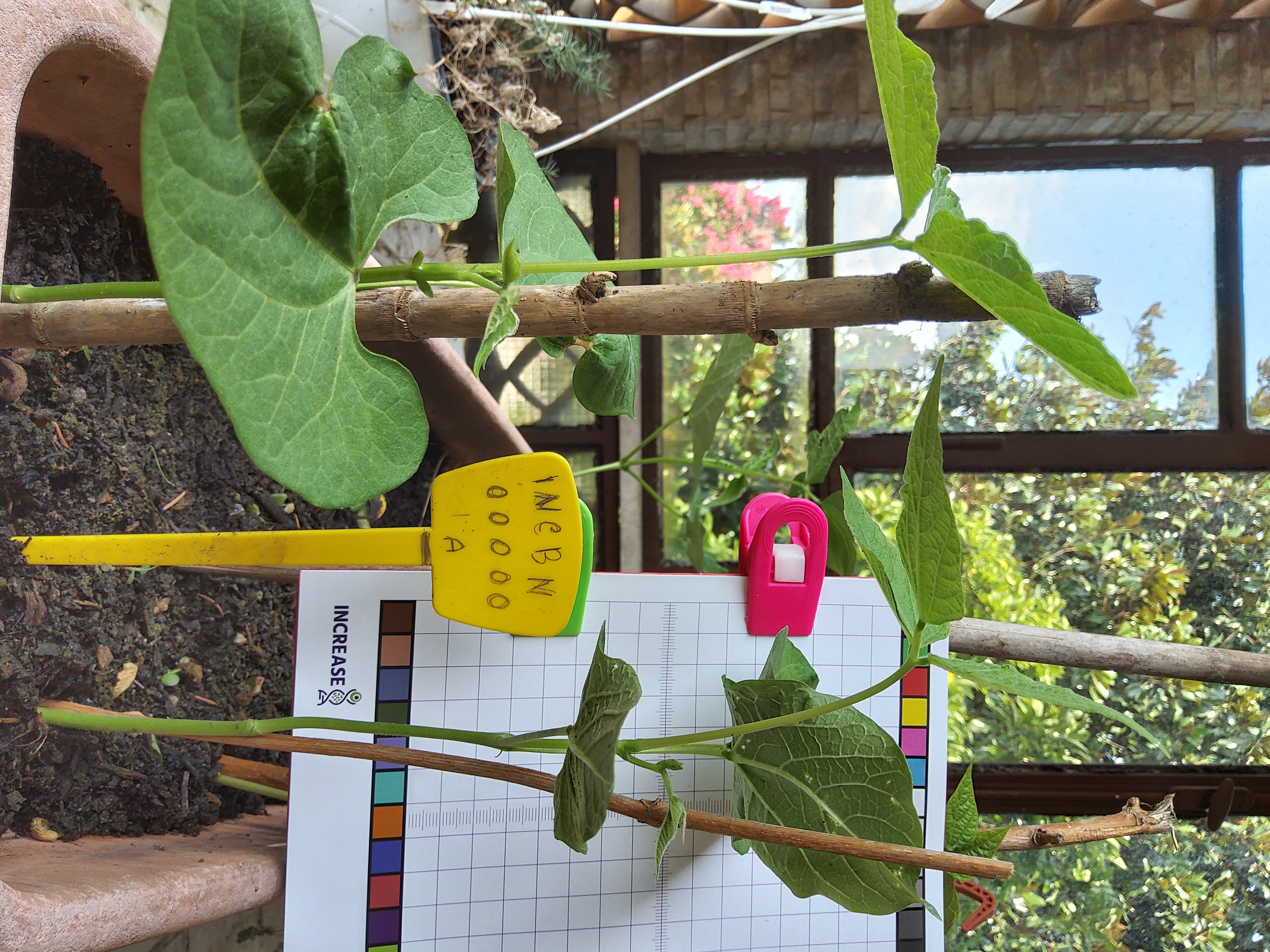 Citizen Science Experiment